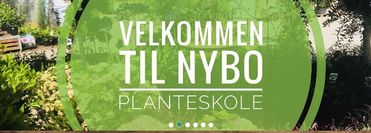 Nybo plante